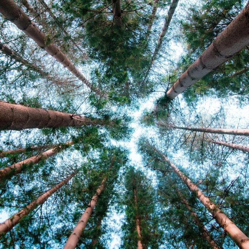 Supporting trees demonstrating payroll support. 